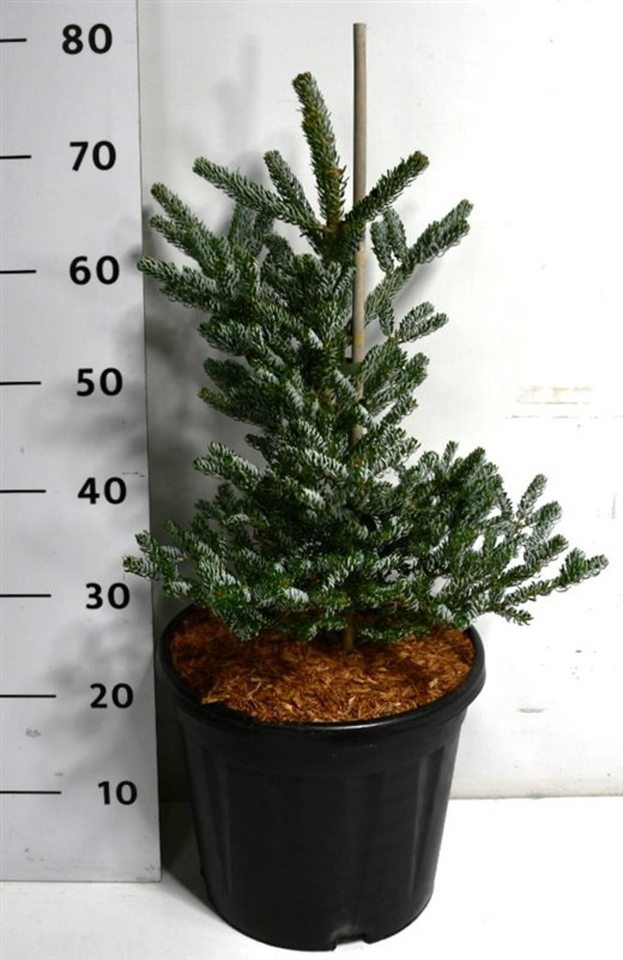 Abies koreana 'Silberlocke' - C12 50-60 CM